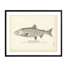 Kayko (Dog Salmon) Art Print - Muir Way - Fisheries