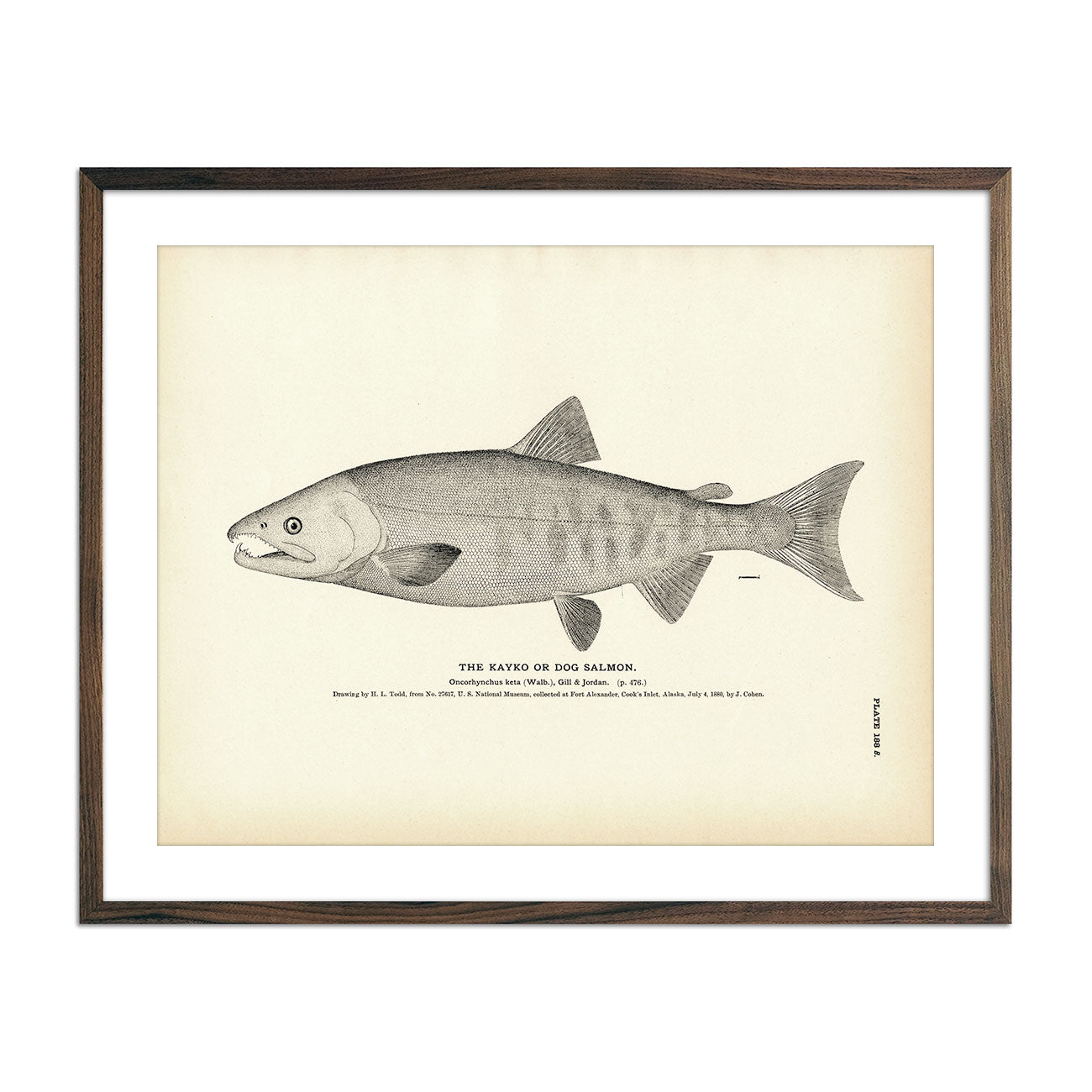 Kayko (Dog Salmon) Art Print - Muir Way - Fisheries