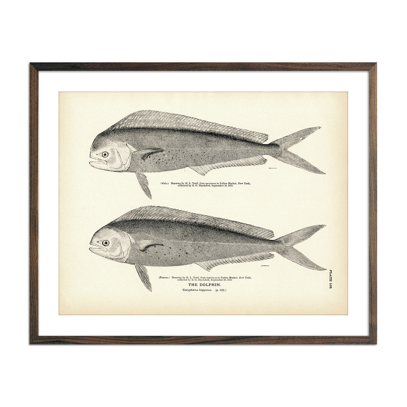 Dolphin Art Print - Muir Way - Fisheries