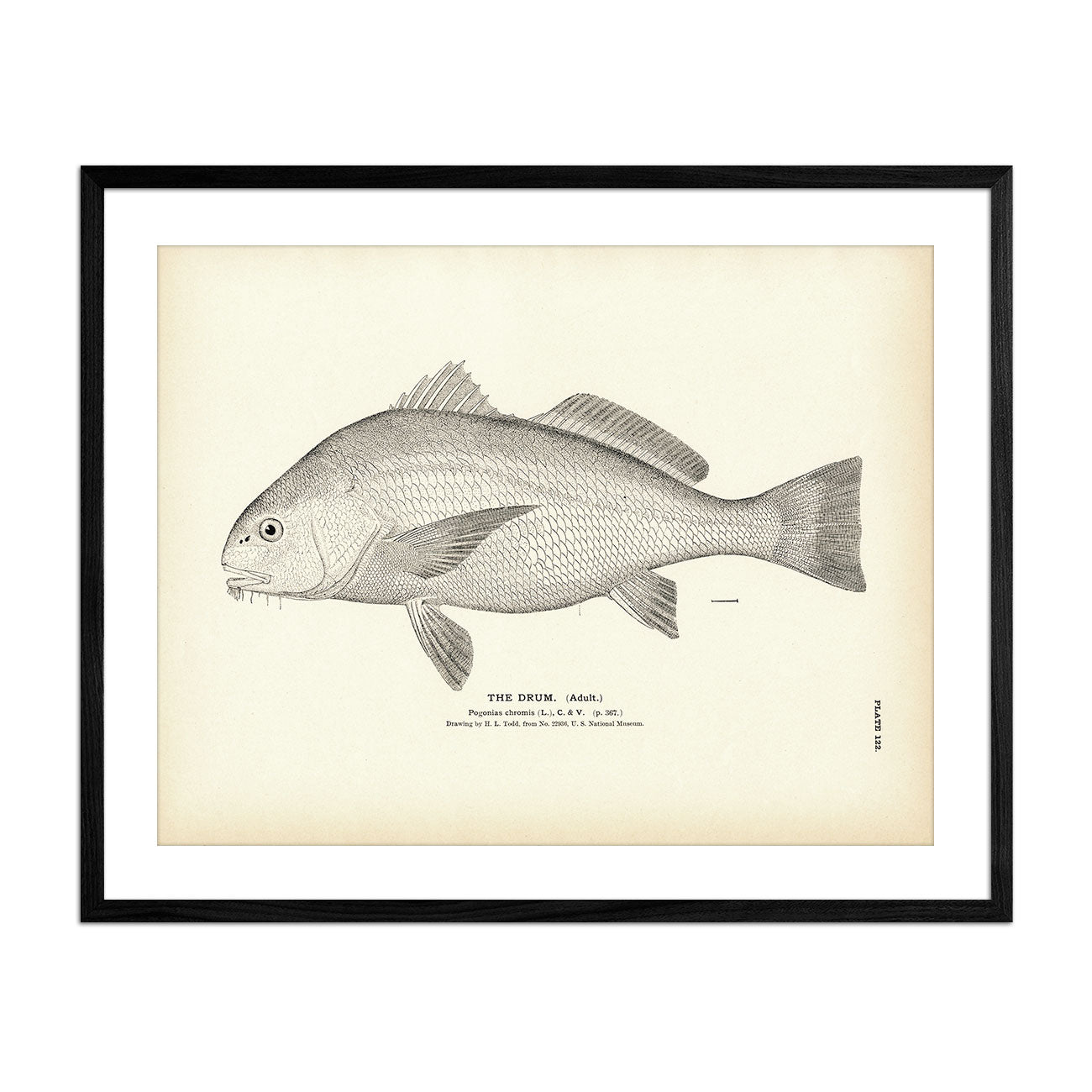 Drum (Adult) Art Print - Muir Way - Fisheries