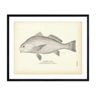 Drum (Adult) Art Print - Muir Way - Fisheries