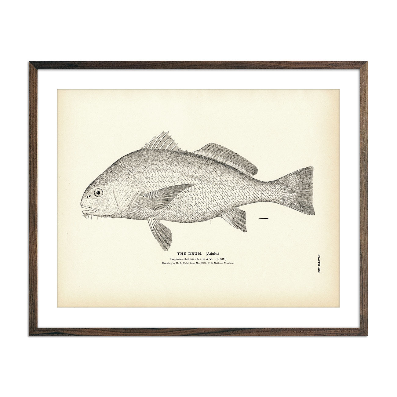 Vintage Drum (Adult) fish print