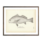 Drum (Adult) Art Print - Muir Way - Fisheries