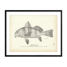 Drum (Young) Art Print - Muir Way - Fisheries