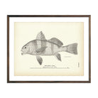 Drum (Young) Art Print - Muir Way - Fisheries