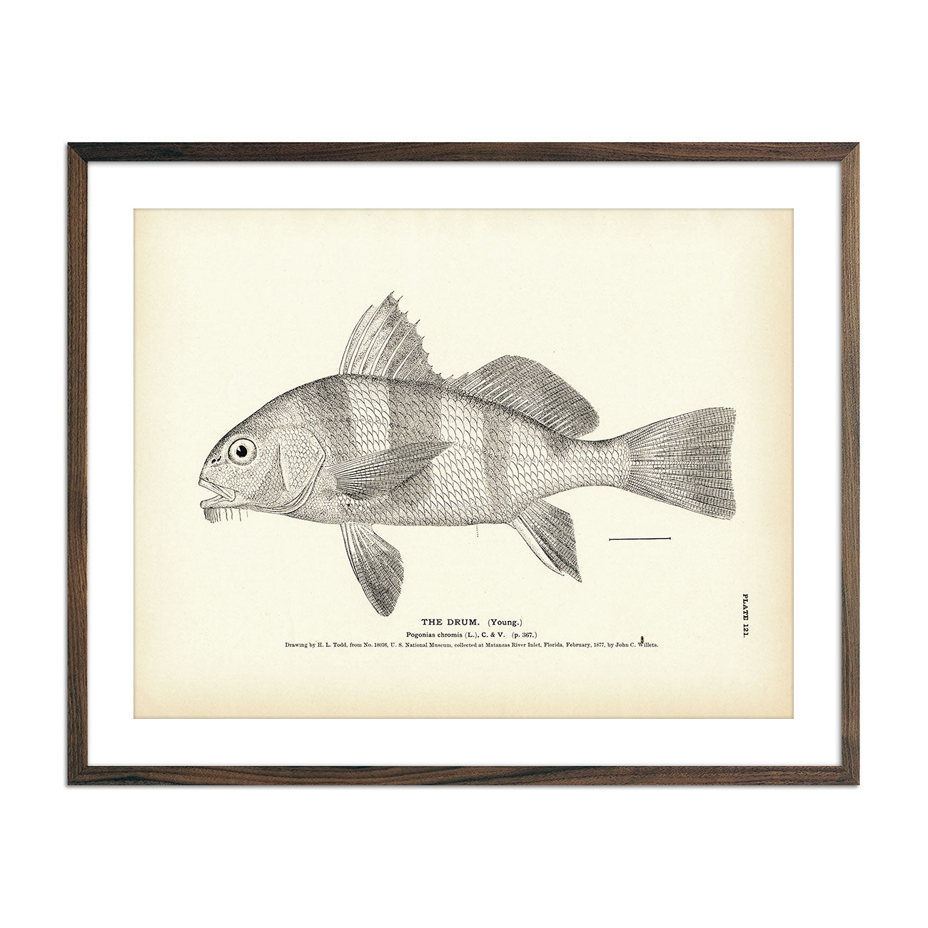 Drum (Young) Art Print - Muir Way - Fisheries