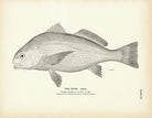 Drum (Adult) Art Print - Muir Way - Fisheries