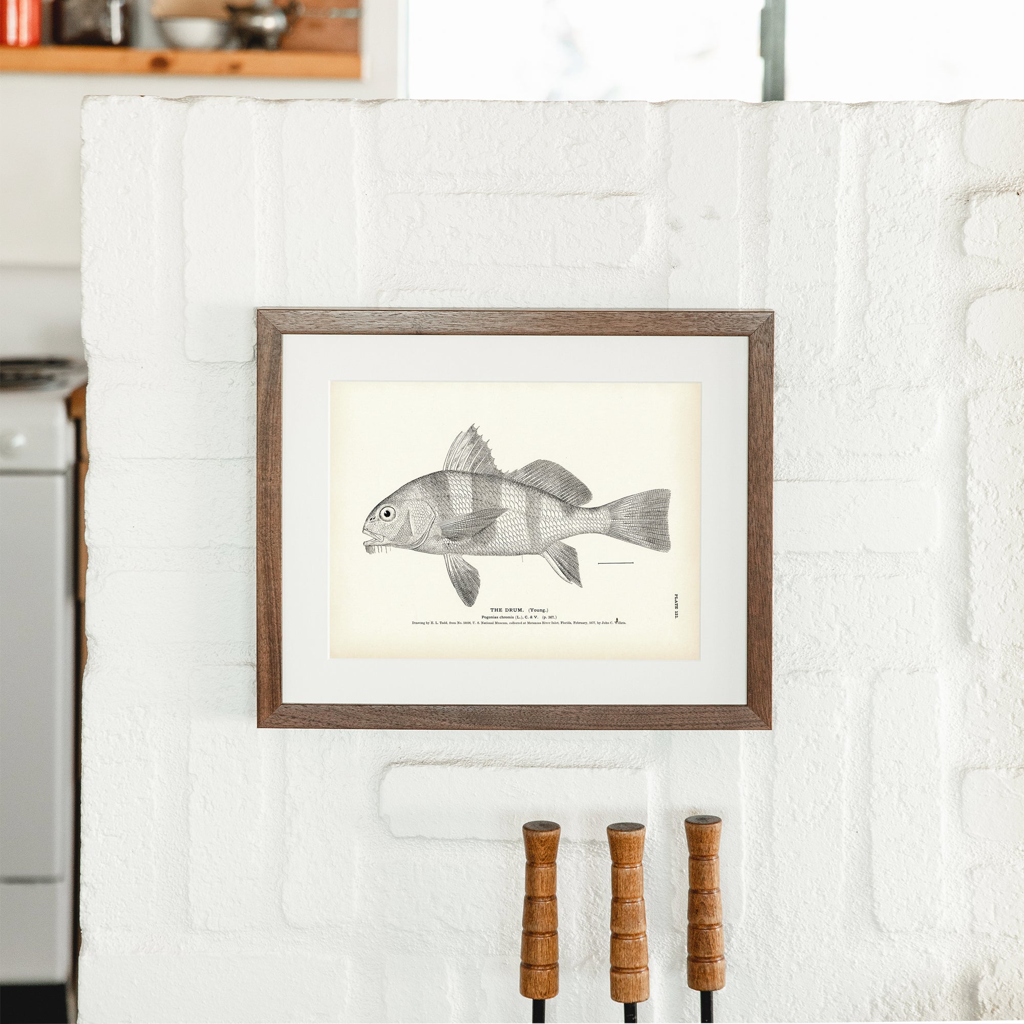 Drum (Young) Art Print - Muir Way - Fisheries