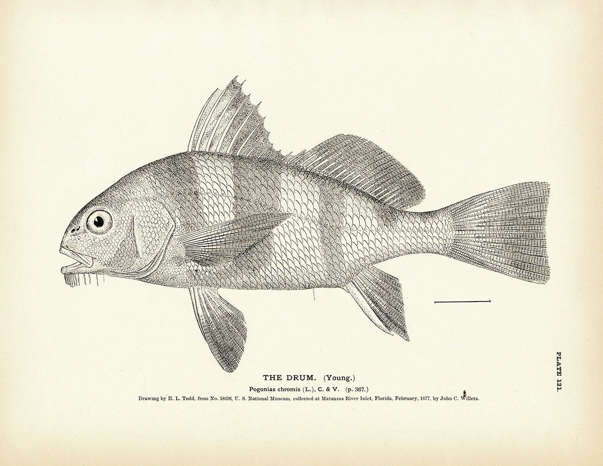 Drum (Young) Art Print - Muir Way - Fisheries