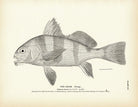 Drum (Young) Art Print - Muir Way - Fisheries