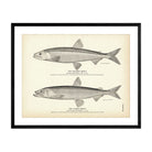 Eastern Smelt and Alaska Smelt Art Print - Muir Way - Fisheries