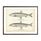 Eastern Smelt and Alaska Smelt Art Print - Muir Way - Fisheries