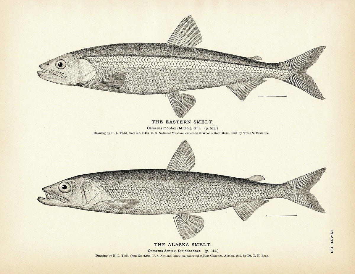 Eastern Smelt and Alaska Smelt Art Print - Muir Way - Fisheries