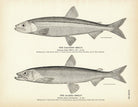 Eastern Smelt and Alaska Smelt Art Print - Muir Way - Fisheries