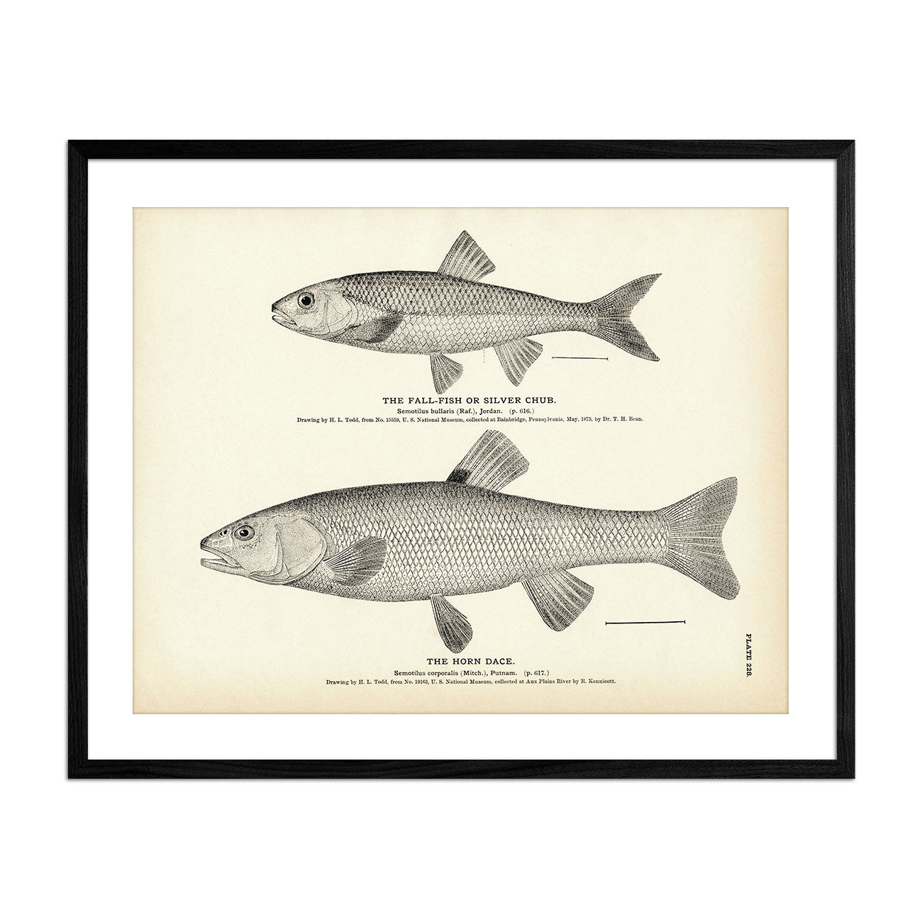 Fall - Fish (Silver Chub) and Horn Dace Art Print - Muir Way - Fisheries