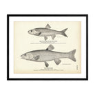 Fall - Fish (Silver Chub) and Horn Dace Art Print - Muir Way - Fisheries