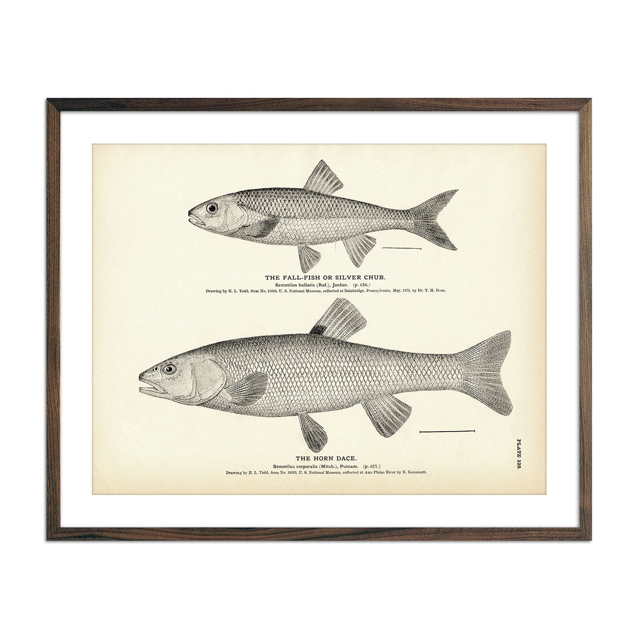 Fall - Fish (Silver Chub) and Horn Dace Art Print - Muir Way - Fisheries