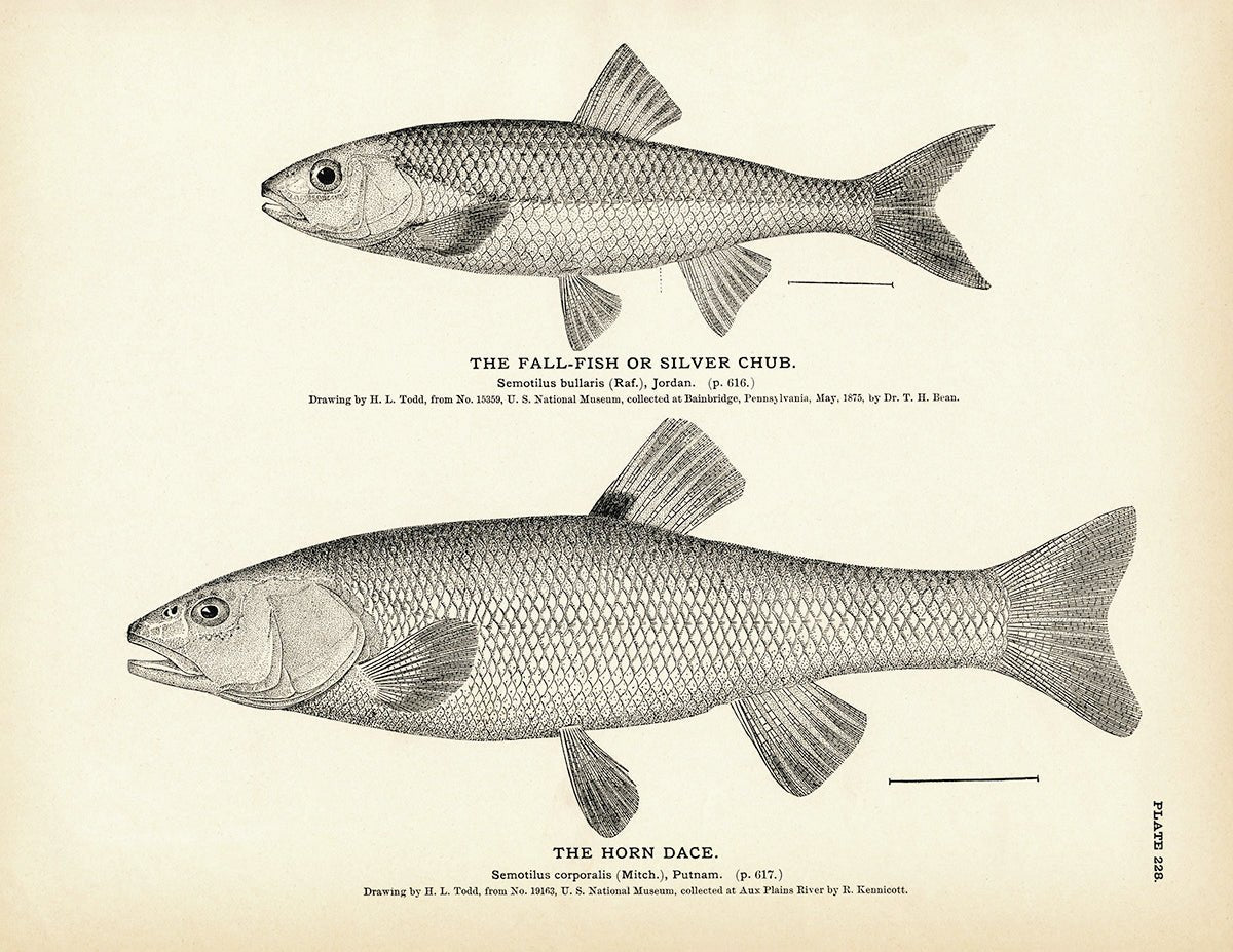 Fall - Fish (Silver Chub) and Horn Dace Art Print - Muir Way - Fisheries