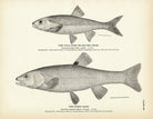 Fall - Fish (Silver Chub) and Horn Dace Art Print - Muir Way - Fisheries