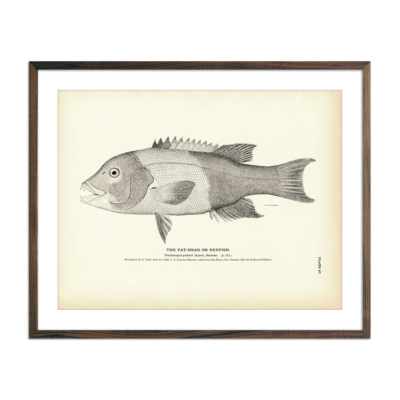Fat - Head (Redfish) Art Print - Muir Way - Fisheries