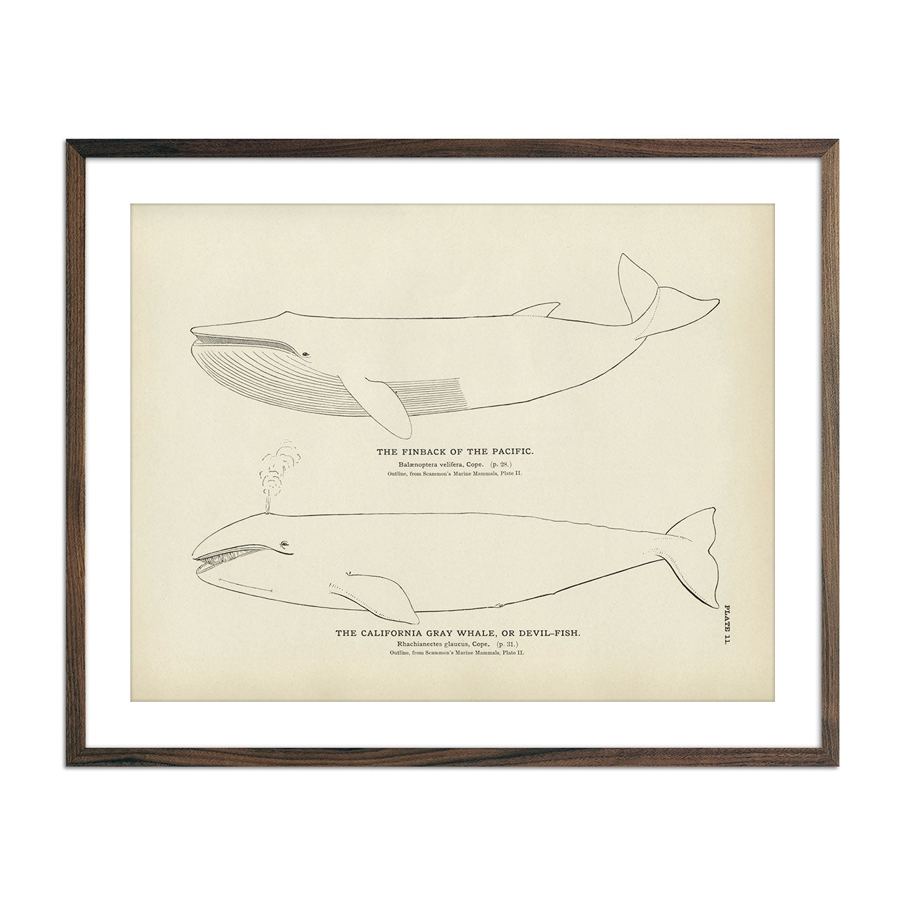 Finback and California Gray Whale (Devil - Fish) Art Print - Muir Way - Fisheries