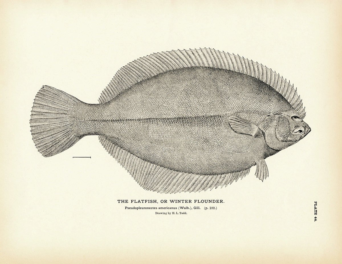 Flatfish (Winter Flounder) Art Print - Muir Way - Fisheries