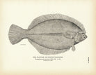 Flatfish (Winter Flounder) Art Print - Muir Way - Fisheries