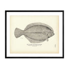 Flatfish (Winter Flounder) Art Print - Muir Way - Fisheries