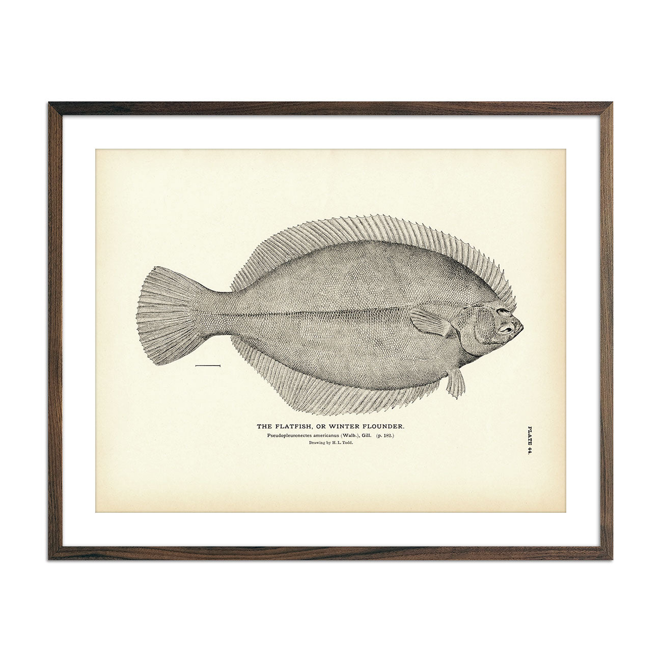 Flatfish (Winter Flounder) Art Print - Muir Way - Fisheries