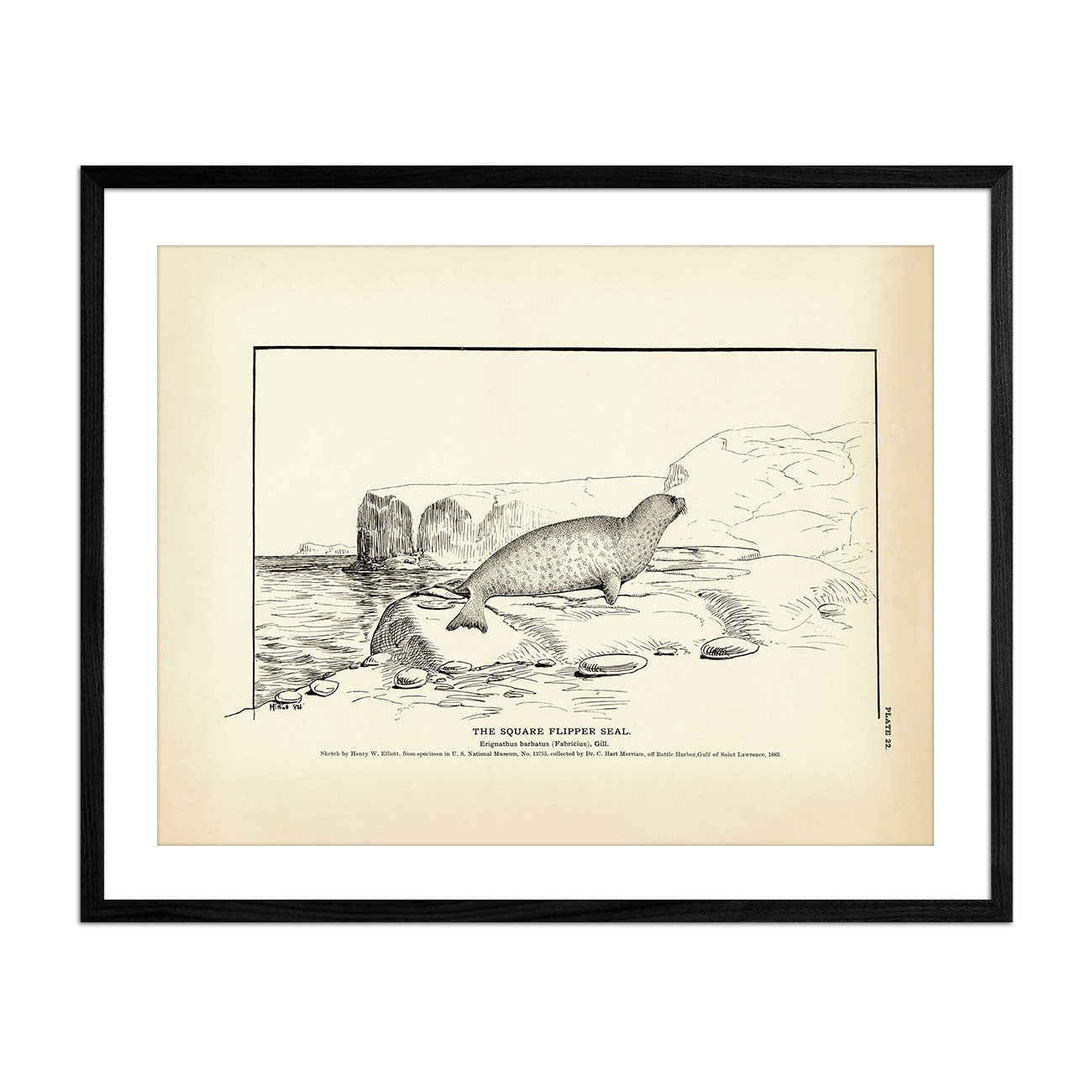 Square Flipper Seal Art Print - Muir Way - Fisheries