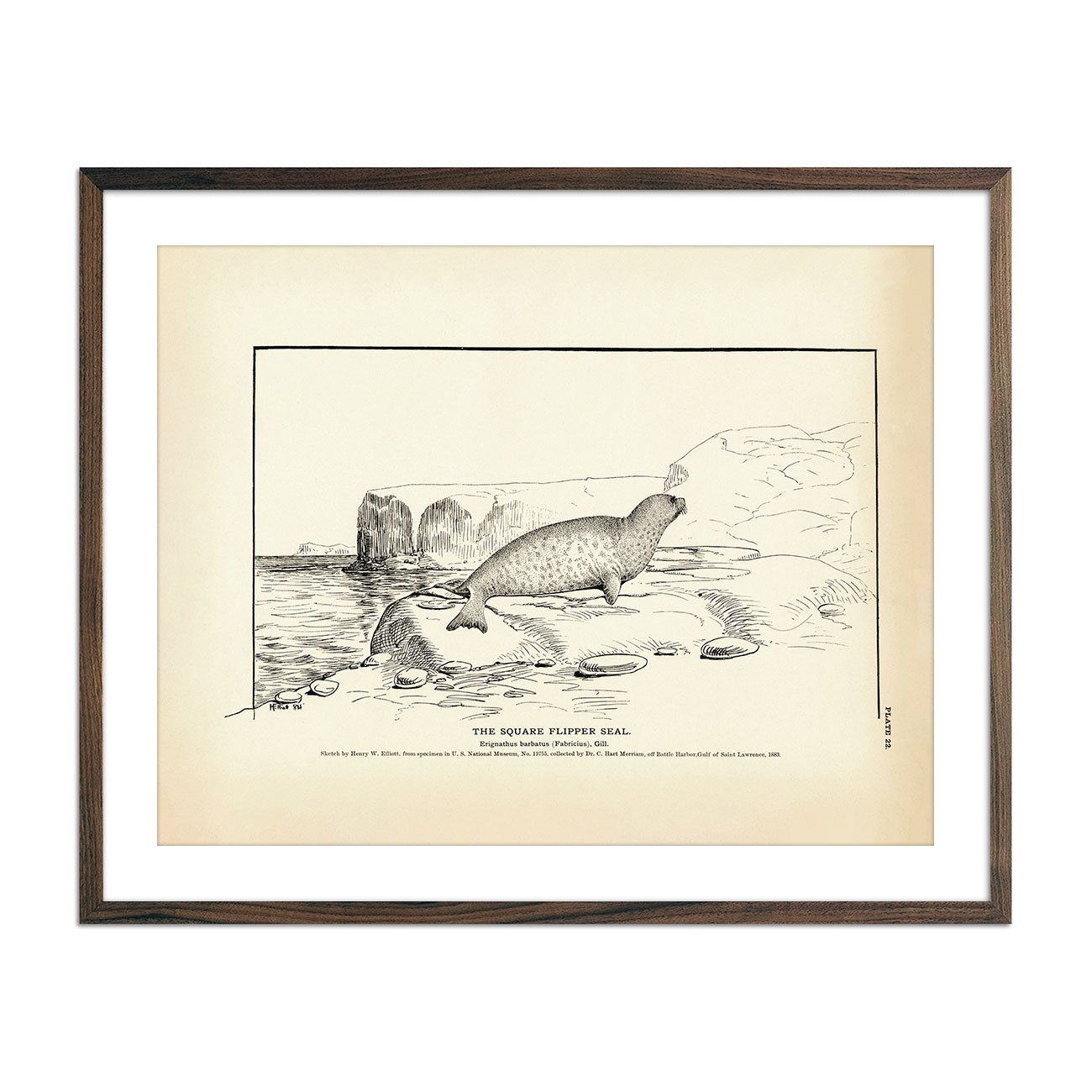Square Flipper Seal Art Print - Muir Way - Fisheries