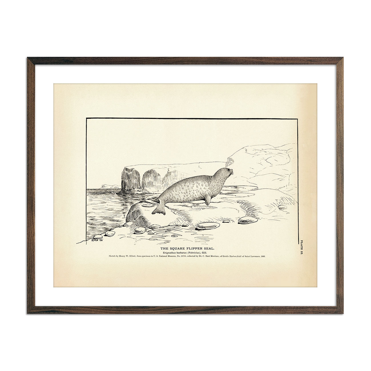Vintage Square Flipper Seal fish print