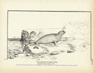 Square Flipper Seal Art Print - Muir Way - Fisheries