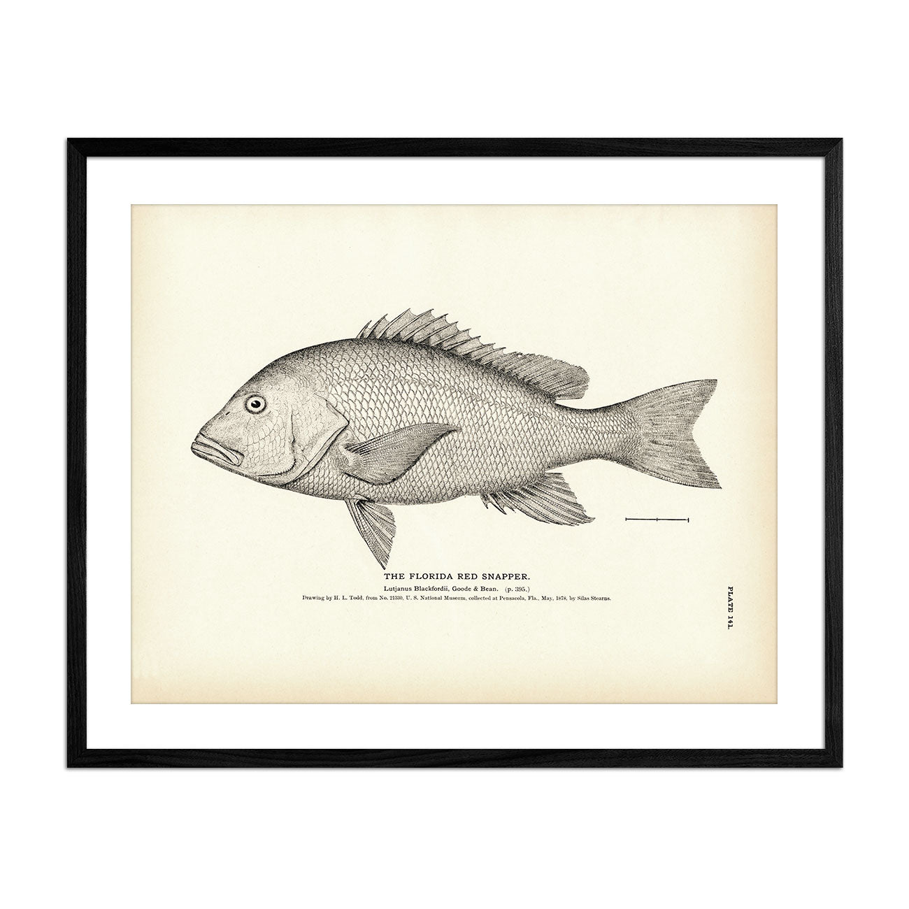 Florida Red Snapper Art Print - Muir Way - Fisheries