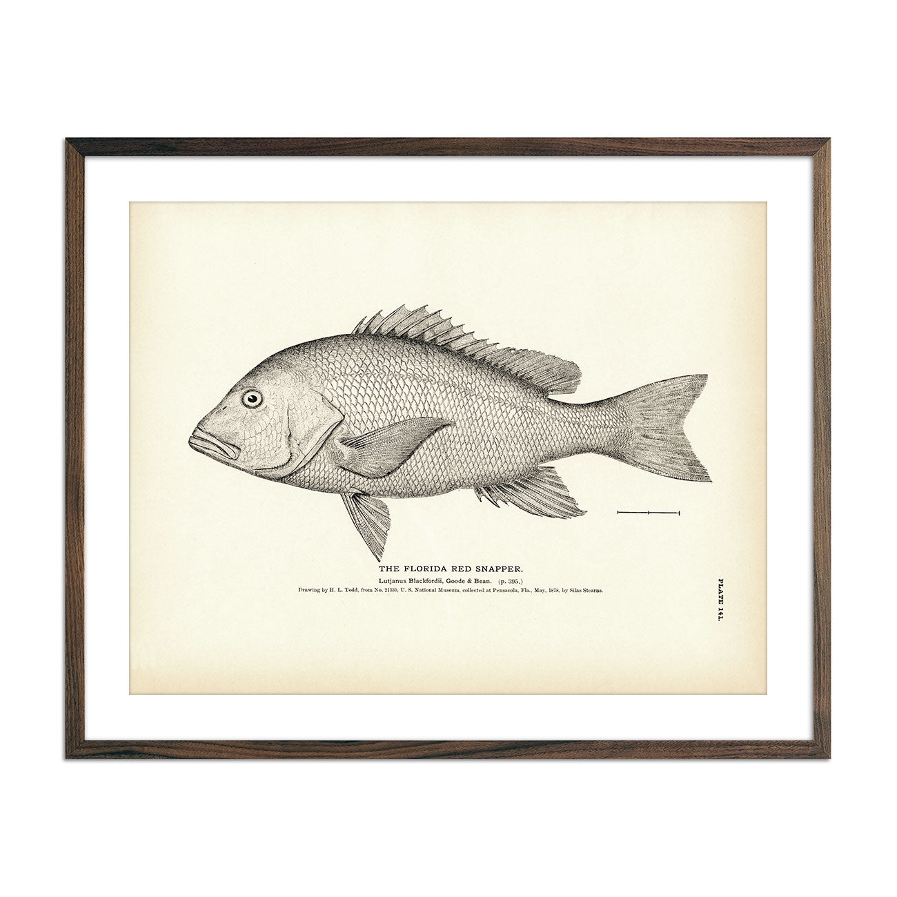 Florida Red Snapper Art Print - Muir Way - Fisheries