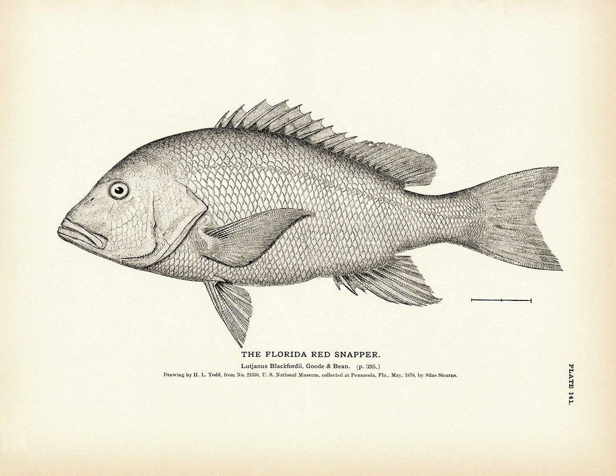 Florida Red Snapper Art Print - Muir Way - Fisheries