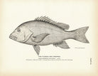 Florida Red Snapper Art Print - Muir Way - Fisheries