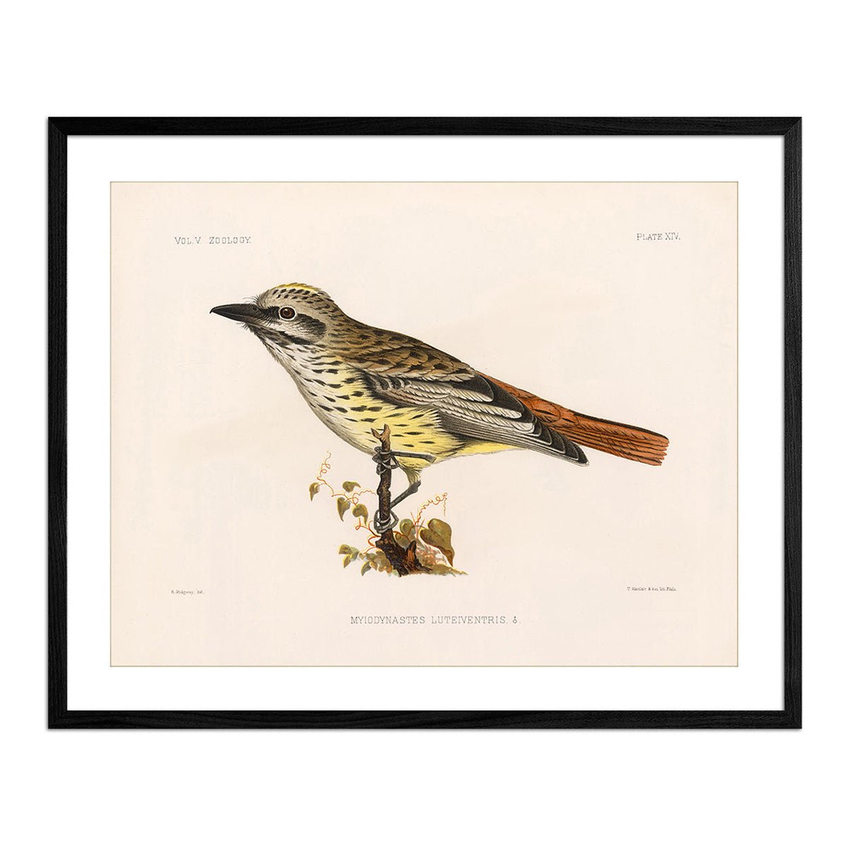 Flycatcher Art Print - Muir Way - Animals