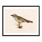 Flycatcher Art Print - Muir Way - Animals