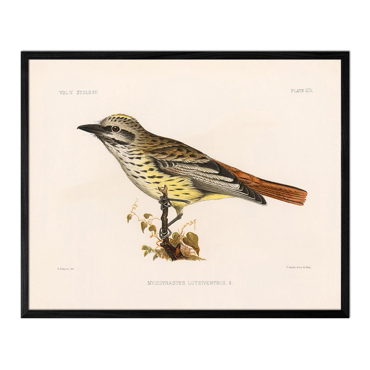 Flycatcher Art Print - Muir Way - Animals
