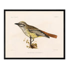 Flycatcher Art Print - Muir Way - Animals