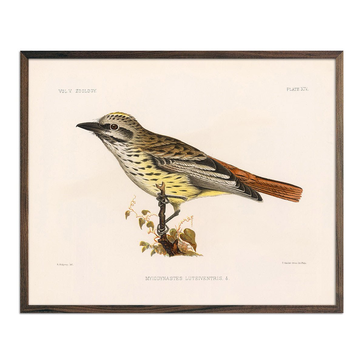 Flycatcher Art Print - Muir Way - Animals