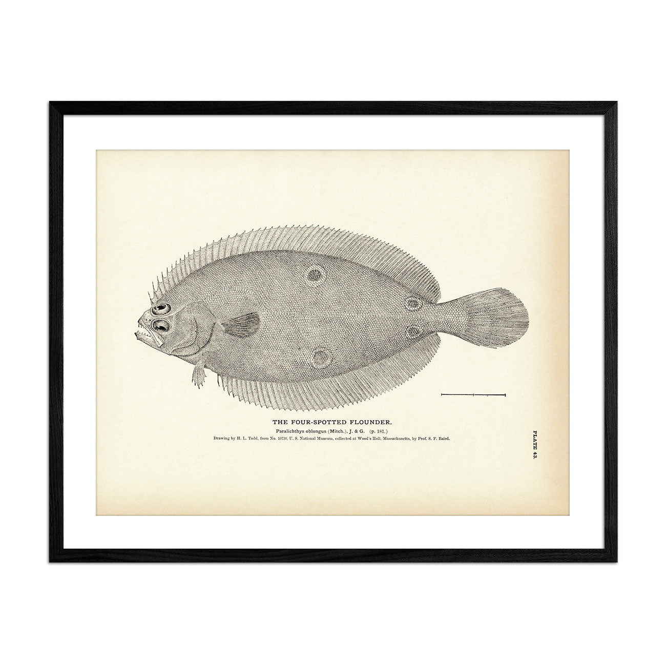 Four - Spotted Flounder Art Print - Muir Way - Fisheries