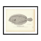 Four - Spotted Flounder Art Print - Muir Way - Fisheries