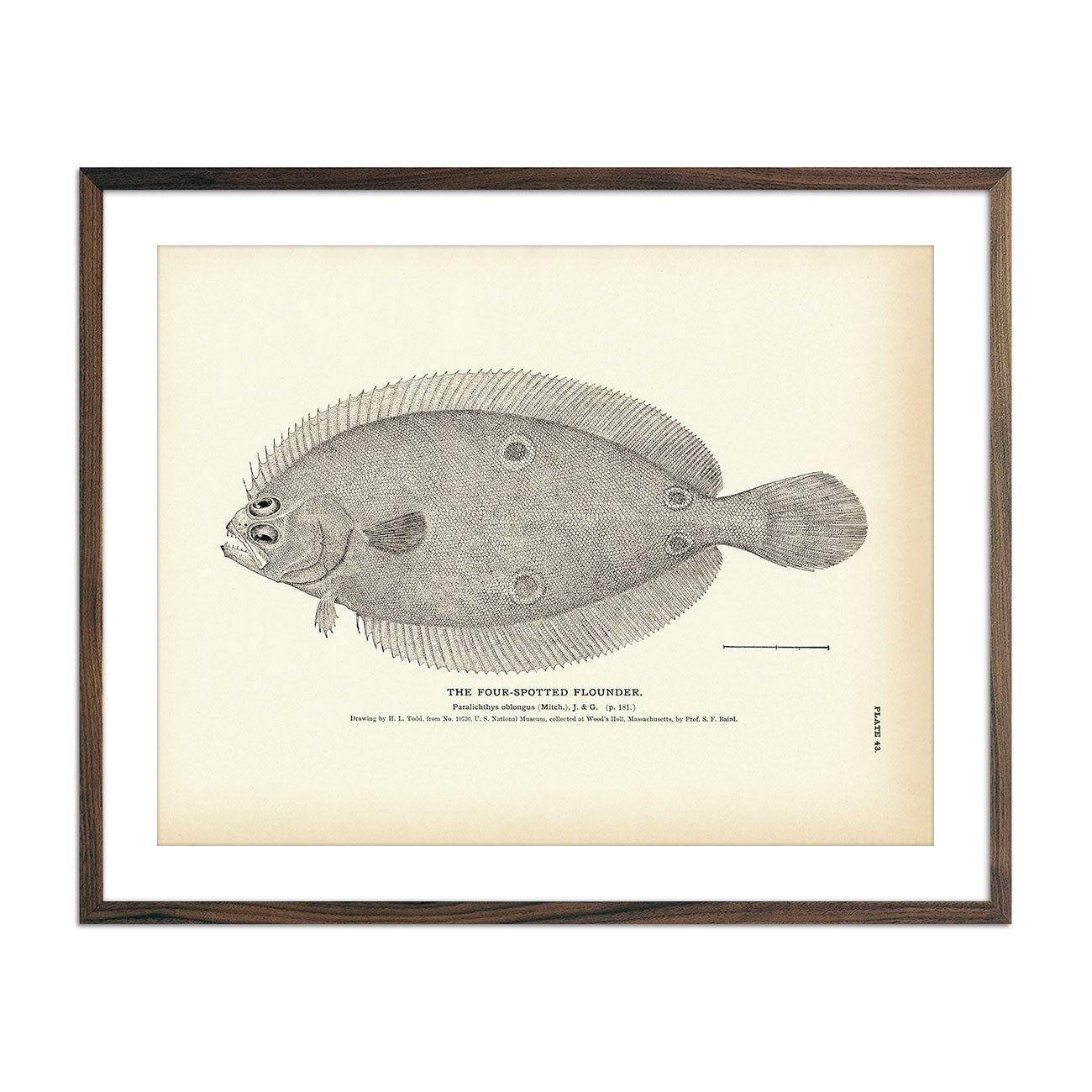 Vintage Four-Spotted Flounder fish print