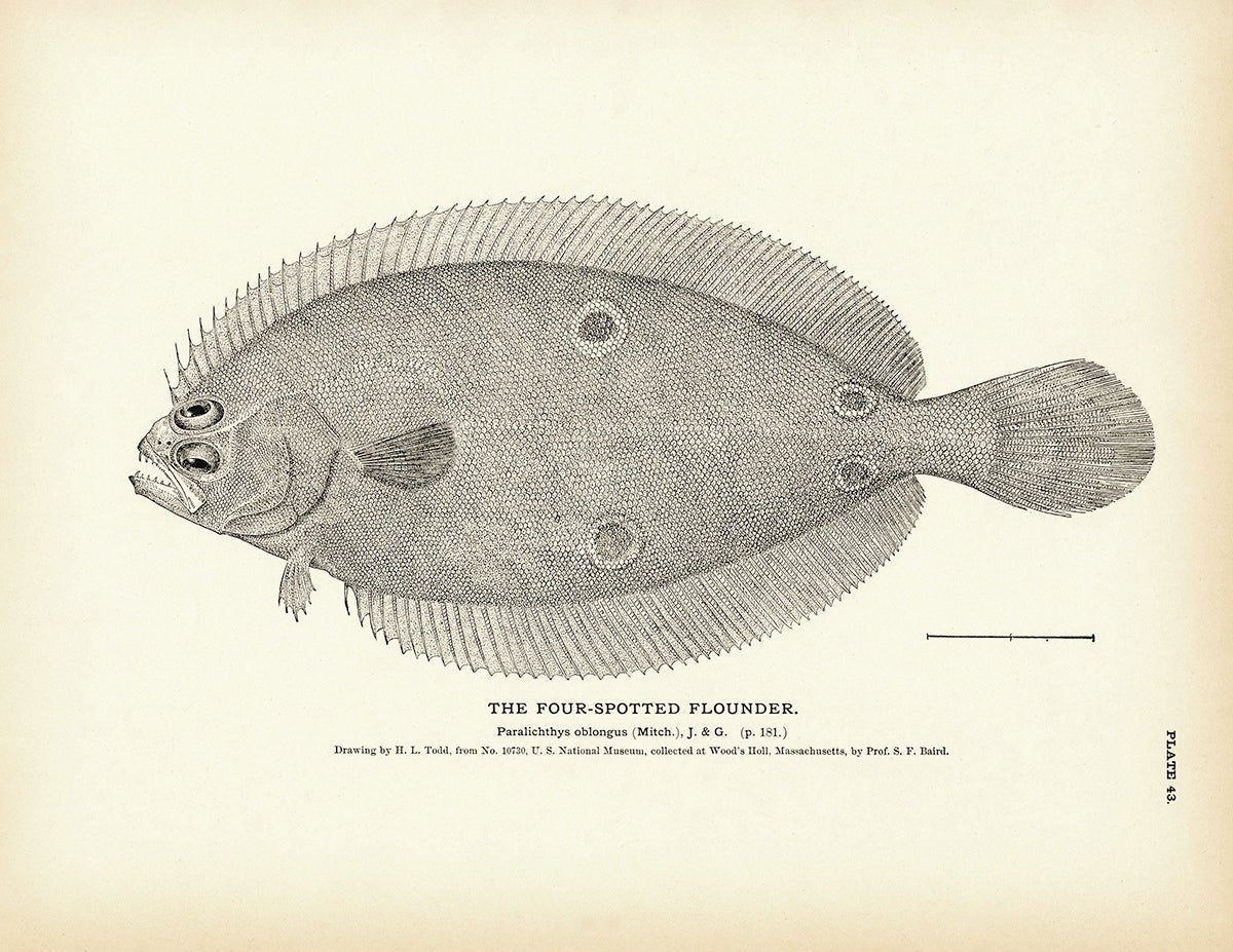 Four - Spotted Flounder Art Print - Muir Way - Fisheries