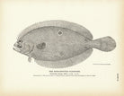 Four - Spotted Flounder Art Print - Muir Way - Fisheries