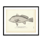 Fresh - Water Drum (Gaspergou) Art Print - Muir Way - Fisheries