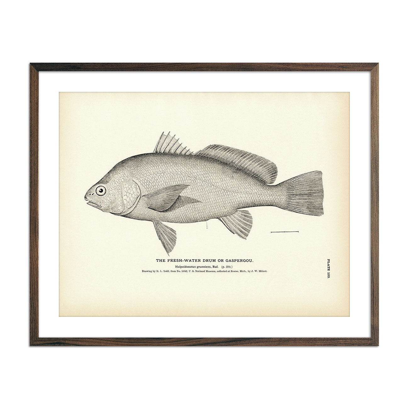 Fresh - Water Drum (Gaspergou) Art Print - Muir Way - Fisheries