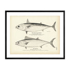 Frigate Mackerel and Bonito Art Print - Muir Way - Fisheries